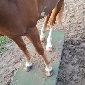 Bild von TierTherapieJasmina