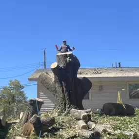 We worked on this tree last spring. It was at a Cincinnati home and one of the largest we worked on. Do you have a tree that needs removed? Call Lions and we'll come out for a free consultation.