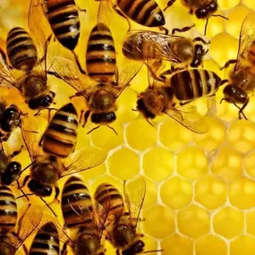 Bild von Bienen-Schloss-Manufaktur GbR