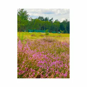 Bild von Bienen-Schloss-Manufaktur GbR