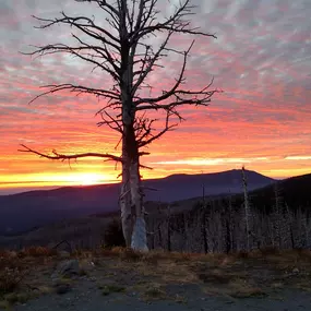 Bild von Phyllis Podolske, REALTOR | Premiere Property Group