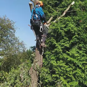 Bild von Janovo dřevo - Palivové dřevo Karviná
