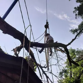 High-angle limb removal using ropes and rigging for controlled drop.