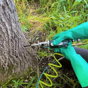 Root collar excavation and inspection using air spade equipment.