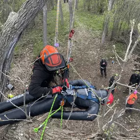 Rope rigging in progress during a technical tree removal.