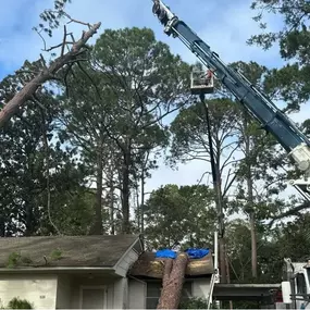 Image of emergency tree service in Tupelo, MS.