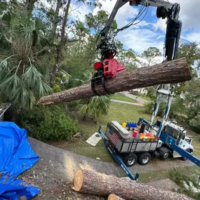 Image of tree removal with crane in Tupelo, MS.