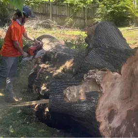 Image of stump removal and grinding services in Tupelo, MS