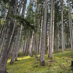 Bild von BergOase-Apart am Feldberg