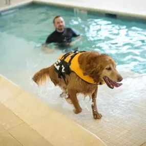 Olde Towne Pet Resort- Dog swimming pool