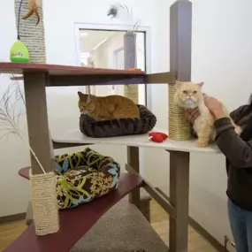 Cat Boarding at Olde Towne Pet Resort