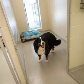 Dog Boarding - Olde Towne Pet Resort