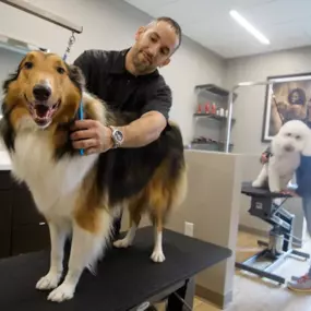 Bild von Olde Towne Pet Resort