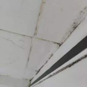 Bild von Eco-Chameleon Home Restoration