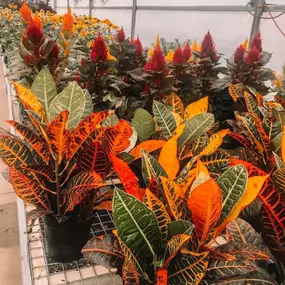 Bild von Lebens Floral &  Gardens