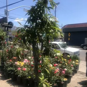 Nueva Esperanza Nursery