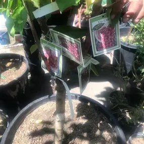 Nueva Esperanza Nursery