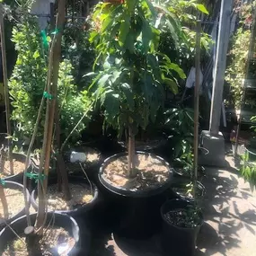 Nueva Esperanza Nursery