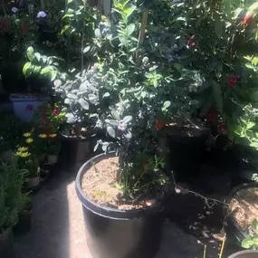 Nueva Esperanza Nursery