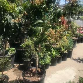 Nueva Esperanza Nursery