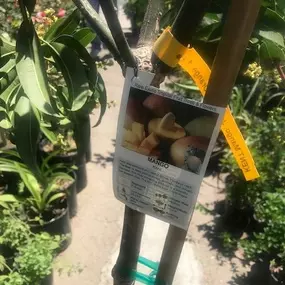 Nueva Esperanza Nursery