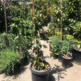 Nueva Esperanza Nursery