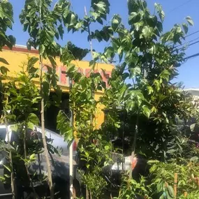 Nueva Esperanza Nursery