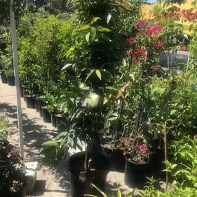 Nueva Esperanza Nursery