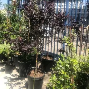 Nueva Esperanza Nursery