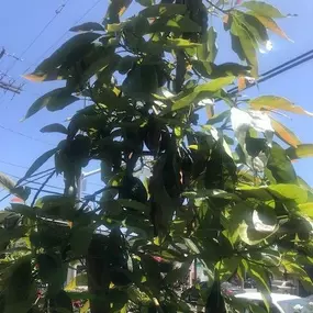 Nueva Esperanza Nursery