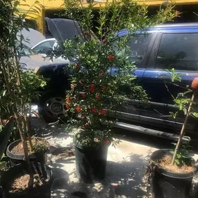 Nueva Esperanza Nursery