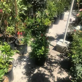 Nueva Esperanza Nursery