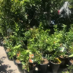Nueva Esperanza Nursery