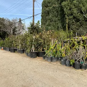 Nueva Esperanza Nursery- nursery