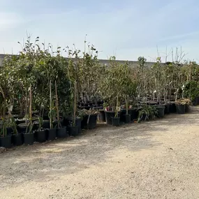 Nueva Esperanza Nursery- plants