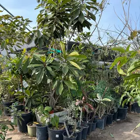 Nueva Esperanza Nursery- trees