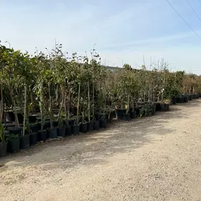 Nueva Esperanza Nursery- trees