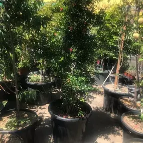 Nueva Esperanza Nursery