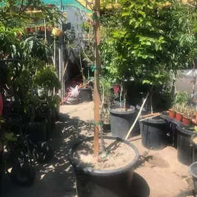 Nueva Esperanza Nursery