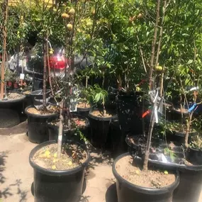 Nueva Esperanza Nursery