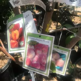 Nueva Esperanza Nursery