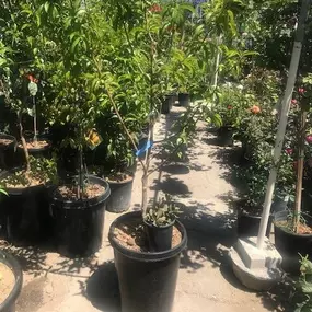 Nueva Esperanza Nursery
