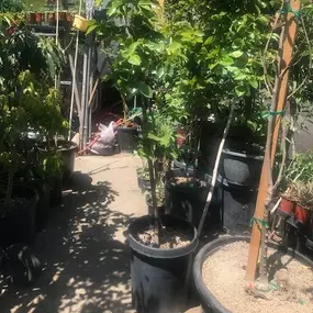 Nueva Esperanza Nursery