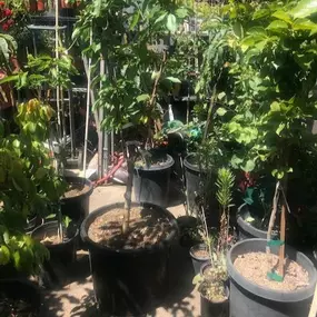 Nueva Esperanza Nursery