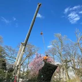 Bild von Supreme Tree Solutions
