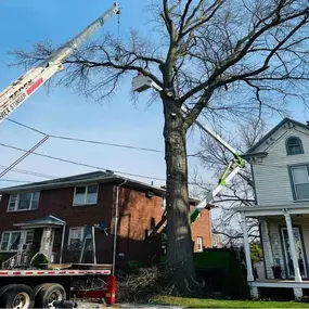 Bild von Supreme Tree Solutions