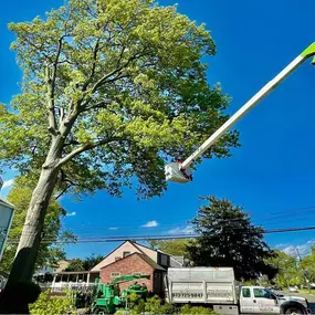 Bild von Supreme Tree Solutions