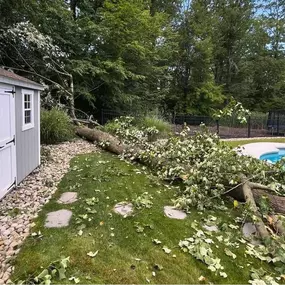 Bild von Supreme Tree Solutions
