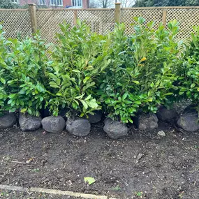 Bild von GSR Fencing & Landscaping