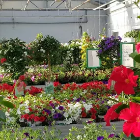 Bild von Blumen Benz - Gärtnerei & Floristik